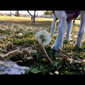 Meet your Posher, Lady